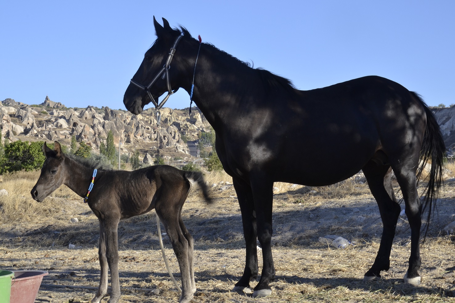 Cappadocia "The Land of Beautiful Horses" 